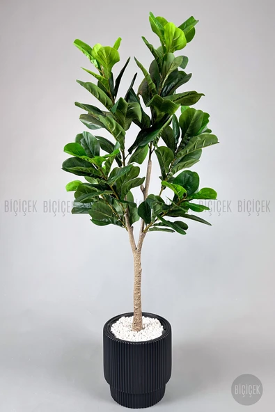 BİÇİÇEK Keman Yapraklı Kauçuk Bitkisi Fiddle Lyrata Gala Saksı 175-200 cm - Resim 8