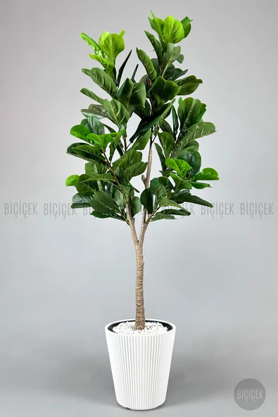 BİÇİÇEK Biçiçek Keman Yapraklı Kauçuk Bitkisi Fiddle Lyrata 175cm - Resim 7