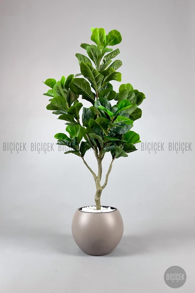 BİÇİÇEK Keman Yapraklı Kauçuk Bitkisi Fiddle Lyrata küre Saksı 150 cm - Resim 3