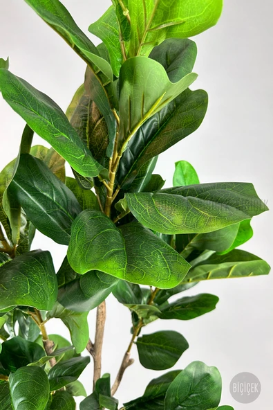 BİÇİÇEK Biçiçek Keman Yapraklı Kauçuk Bitkisi Fiddle Lyrata 175cm - Resim 2