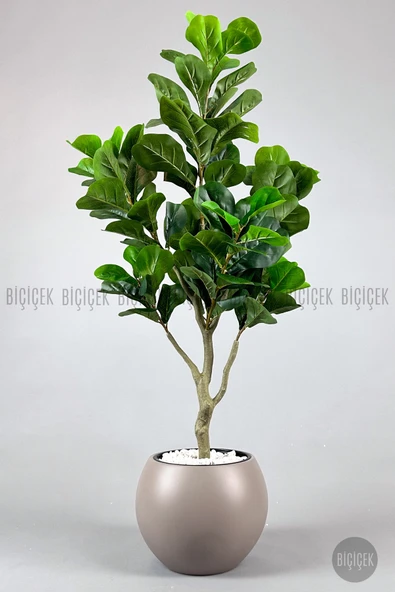 BİÇİÇEK Keman Yapraklı Kauçuk Bitkisi Fiddle Lyrata küre Saksı 150 cm - Resim 5