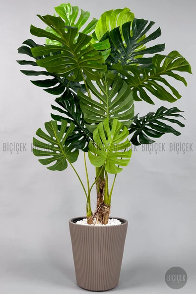 BİÇİÇEK Monstera Ağacı 160-200 cm Bambu Gövde - Resim 7