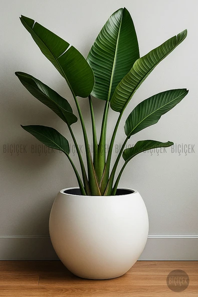 BİÇİÇEK Plastik Küre Saksı 25 CM Çap - Resim 4