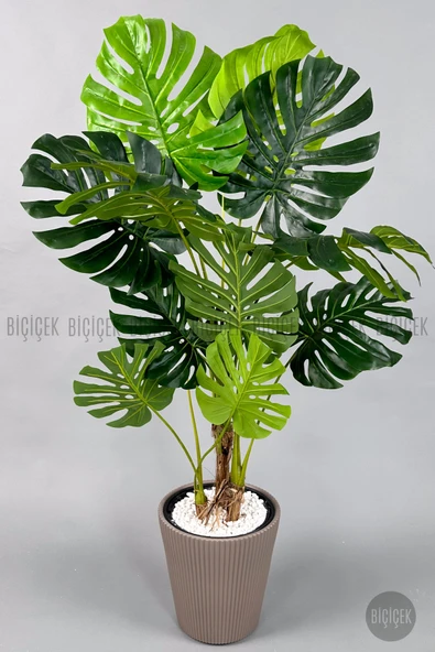 BİÇİÇEK Monstera Ağacı 160-200 cm Bambu Gövde - Resim 8