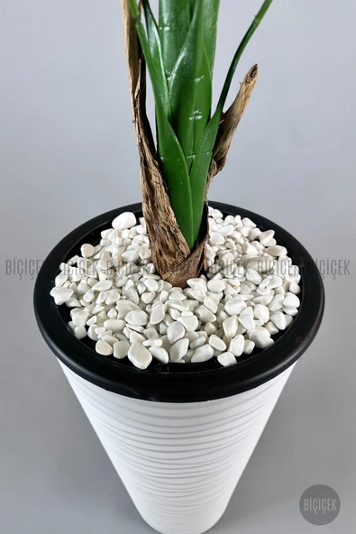 BİÇİÇEK Muz ağacı tek gövde 125-175 cm - Resim 4