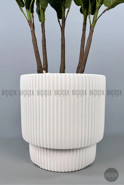 BİÇİÇEK Keman Yapraklı Kauçuk Bitkisi GALA Saksıda Fiddle Lyrata - Resim 2