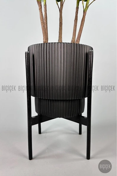 BİÇİÇEK Keman Yapraklı Kauçuk Bitkisi GALA Saksıda Fiddle Lyrata - Resim 4