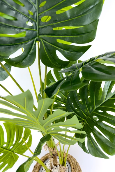 BİÇİÇEK Luxury Monstera Bitkisi 180cm Hasır saksıda bohem3 - Resim 6
