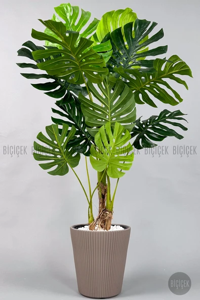 BİÇİÇEK Monstera Ağacı 160-200 cm Bambu Gövde ürün görseli