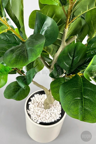 BİÇİÇEK Keman Yapraklı Kauçuk Bitkisi Fiddle Lyrata Metal Saksı - Resim 4