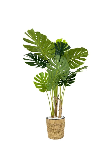 BİÇİÇEK Monstera Ağacı 150cm fejka hasır saksıda - Resim 6