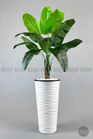 BİÇİÇEK Muz ağacı tek gövde 125-175 cm - Resim 3