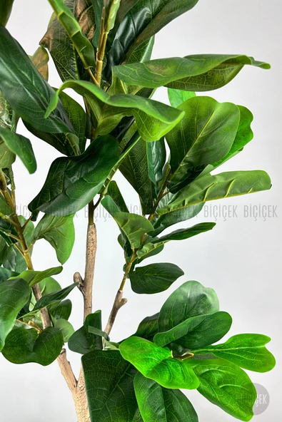 BİÇİÇEK Keman Yapraklı Kauçuk Bitkisi Fiddle Lyrata Gala Saksı 175-200 cm - Resim 5