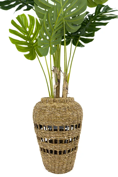 BİÇİÇEK Luxury Monstera Bitkisi 180cm Hasır saksıda bohem3 - Resim 7