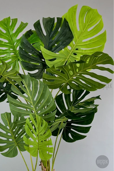 BİÇİÇEK Yapay Monstera Ağacı 200 cm lux dış mekan saksıda - Resim 5