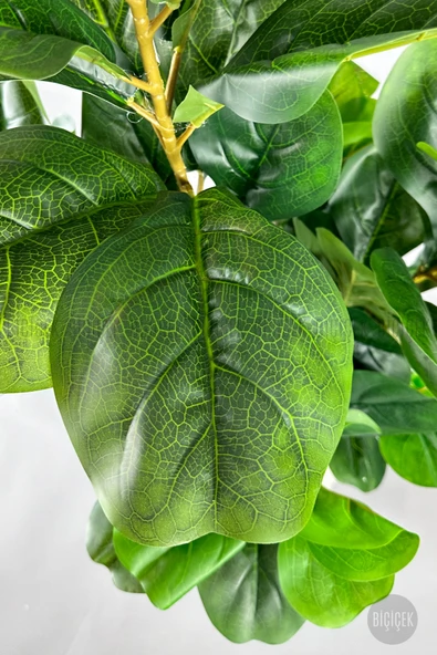 BİÇİÇEK Keman Yapraklı Kauçuk Bitkisi Fiddle Lyrata Metal Saksı - Resim 7