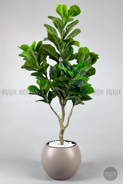 BİÇİÇEK Keman Yapraklı Kauçuk Bitkisi Fiddle Lyrata küre Saksı 150 cm - Resim 7