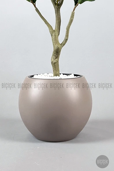 BİÇİÇEK Keman Yapraklı Kauçuk Bitkisi Fiddle Lyrata küre Saksı 150 cm - Resim 2