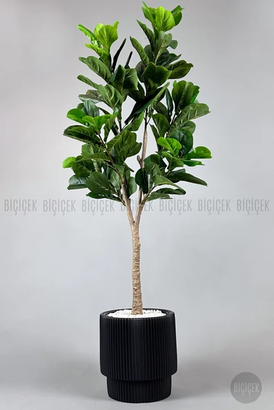BİÇİÇEK Keman Yapraklı Kauçuk Bitkisi Fiddle Lyrata Gala Saksı 175-200 cm ürün görseli