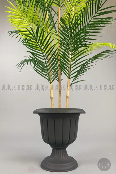 BİÇİÇEK 125cm Areka Ağacı 24 yapraklı Nergiz Saksıda - Resim 3