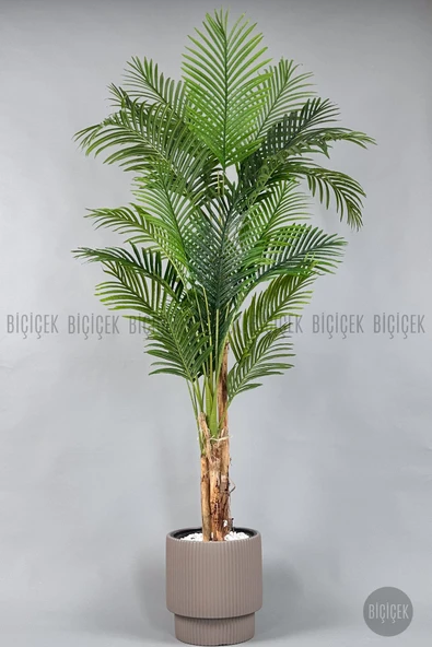 BİÇİÇEK Areka Ağacı 220-240 CM - Resim 4