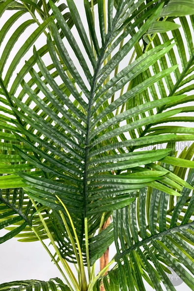 BİÇİÇEK Areka Ağacı 220-240 CM - Resim 6