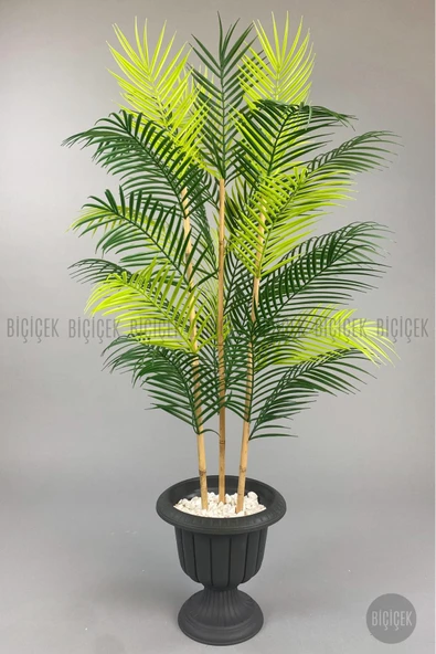 BİÇİÇEK 125cm Areka Ağacı 24 yapraklı Nergiz Saksıda - Resim 6