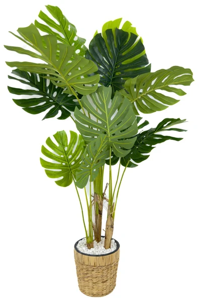 BİÇİÇEK Monstera Ağacı 150cm fejka hasır saksıda - Resim 4