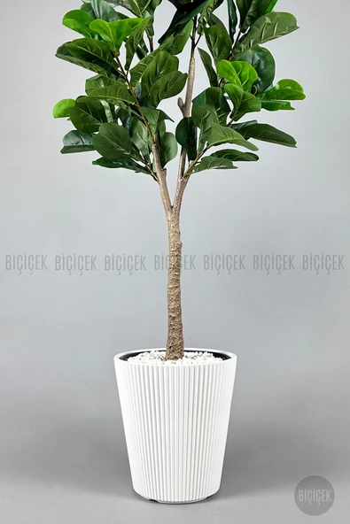 BİÇİÇEK Biçiçek Keman Yapraklı Kauçuk Bitkisi Fiddle Lyrata 175cm - Resim 3