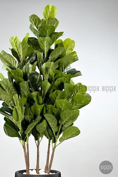 BİÇİÇEK Keman Yapraklı Kauçuk Bitkisi GALA Saksıda Fiddle Lyrata - Resim 3