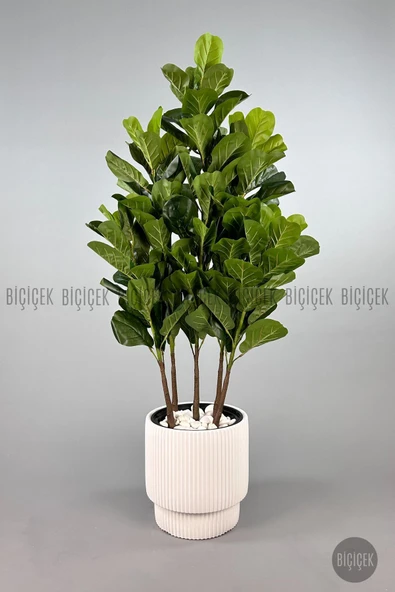 BİÇİÇEK Keman Yapraklı Kauçuk Bitkisi GALA Saksıda Fiddle Lyrata - Resim 6