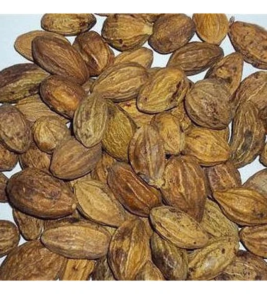 Sarı Halile 200 gram ( Terminalia Chebula ) Sarıhalile Bitkisi - 2
