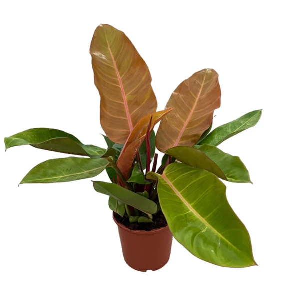 Philodendron 'Prince of Orange' ürün görseli