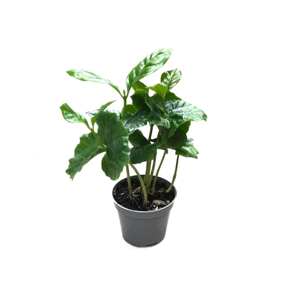 Coffea Arabiaca (Kahve Bitkisi) ürün görseli