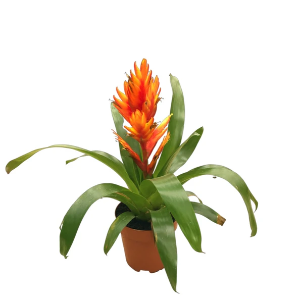 Vriesea Intenso 'Orange' (Alev Kılıcı Çiçeği) ürün görseli