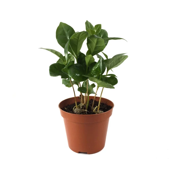 Coffea Arabiaca (Kahve Bitkisi) ürün görseli