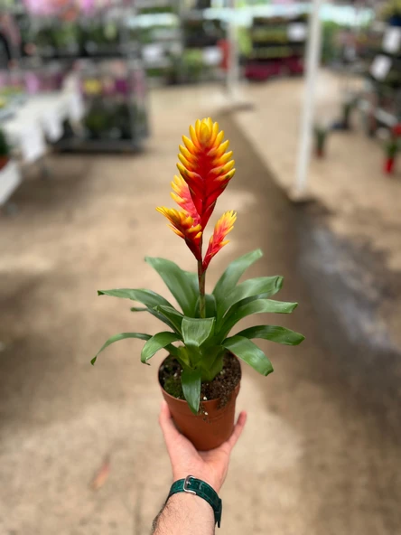 Vriesea Intenso 'Orange' (Alev Kılıcı Çiçeği) - Resim 3