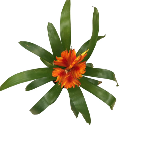 Vriesea Intenso 'Orange' (Alev Kılıcı Çiçeği) - Resim 2