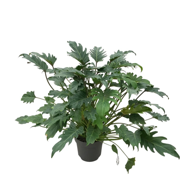 Philodendron Xanadu ürün görseli