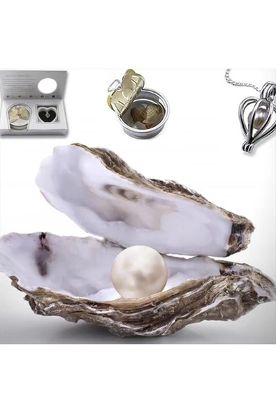 İstiridye İçinde Gerçek İnci Kolye - 3