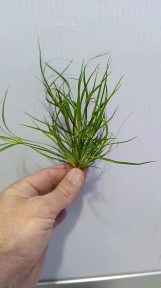Bitki L281 Juncus repens 4-5 dal ürün görseli