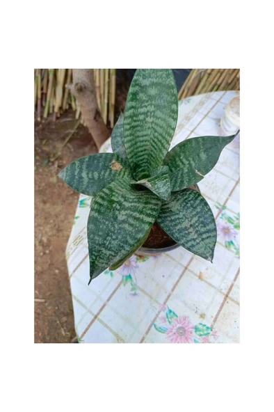 Saksılı Bodur Kılıç Çiçeği - Paşa Kılıcı Fidanı 10-20 cm ürün görseli