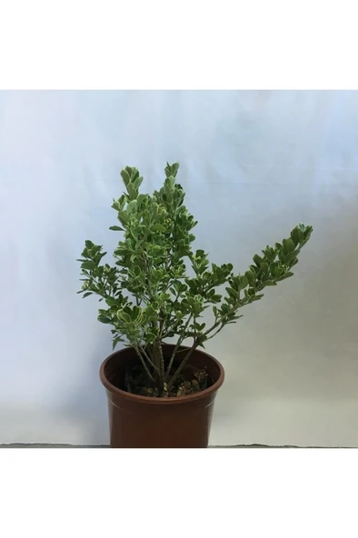 Yeşil Taflan Fidanı 20-40 cm ürün görseli