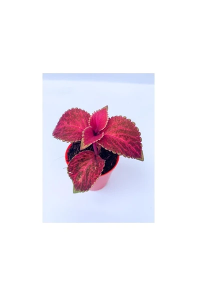 Red Coleus Mini Yaprak Güzeli Kolyoz Çiçeği 10-20 cm ürün görseli
