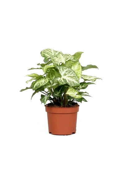 Syngonium Melek Kanadı Çiçeği Fidanı 10-20 cm ürün görseli