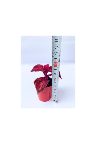 Red Coleus Mini Yaprak Güzeli Kolyoz Çiçeği 10-20 cm - Resim 2