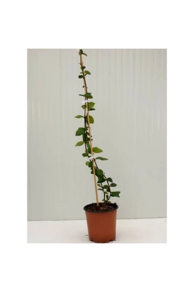 Rhyncospermum Jasminoides Arap Yasemini Fidanı 10-20 cm ürün görseli