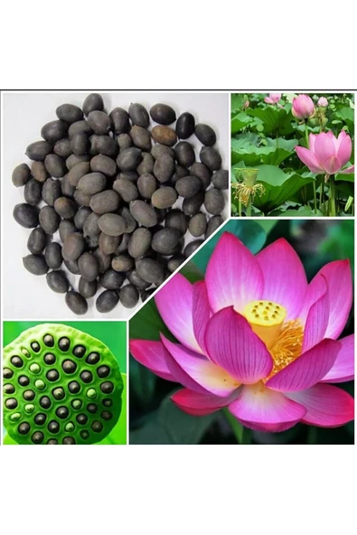 Lotus Çiçeği (Nilüfer) Su Altı Torf Karışımı Toprağı (1 LT Toprak) - 1 adet lotus tohumu hediyeli - Resim 2