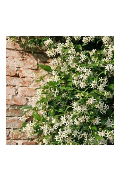 Arap Yasemini Fidanı Yoğun Kokulu Saksılı 10-20 cm ürün görseli