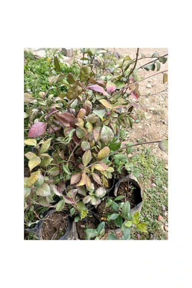 Arap Yasemini Fidanı Yoğun Kokulu Saksılı 10-20 cm - Resim 3